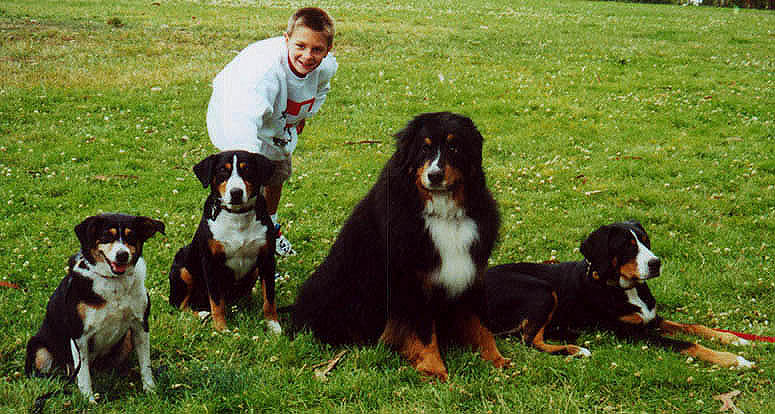 Entlebucher and Bernese Mountain Dogs, Raisins and Grapes