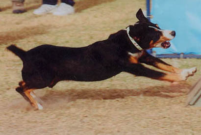 Lucky approaches the box